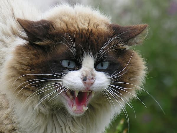 Barbarian Cat