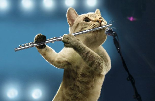 Bard Cat