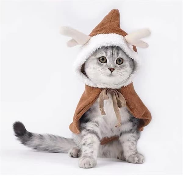Druid Cat