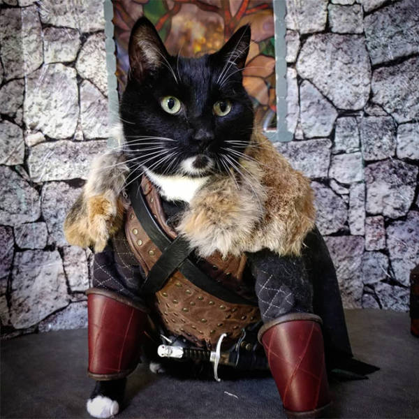 Fighter Cat