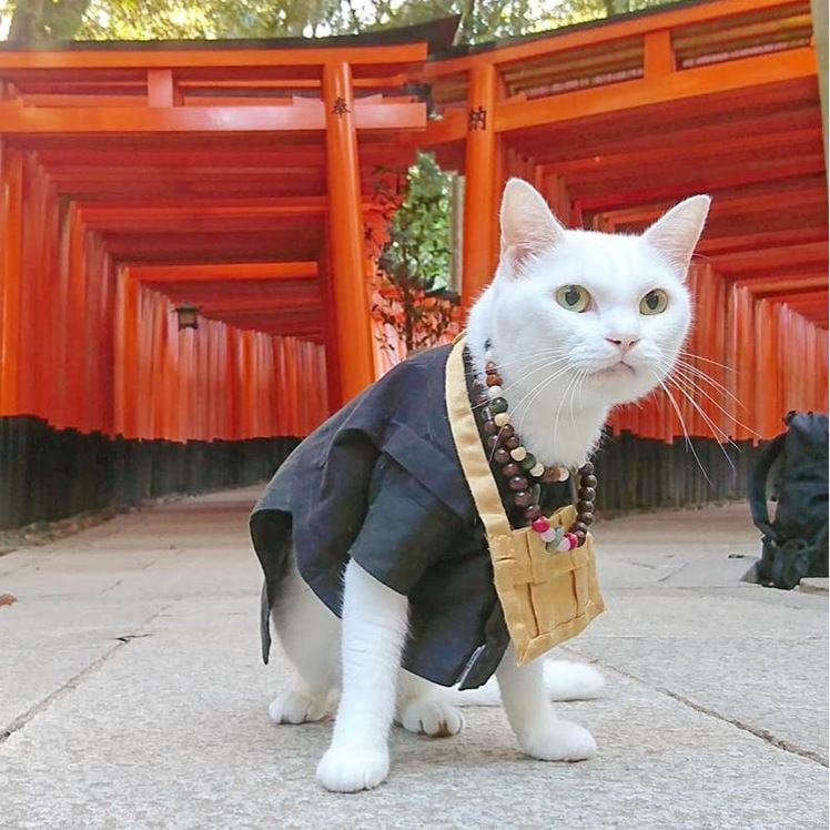 Monk Cat