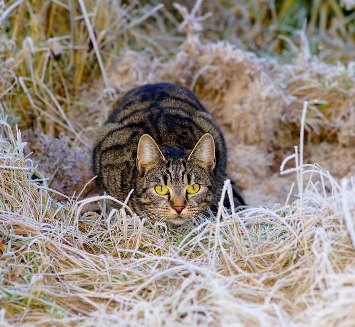 Ranger Cat