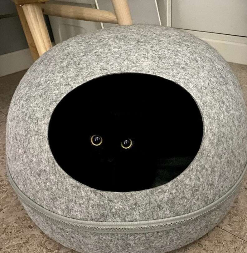 Rogue Cat