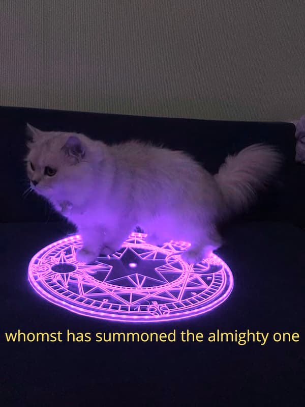 Warlock Cat